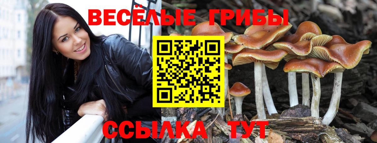 Псилоцибиновые грибы Psilocybine cubensis  Вход с VPN  Йошкар-Ола 